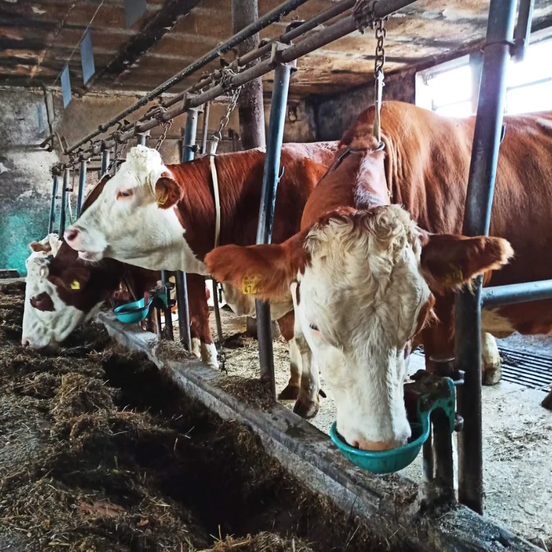 Aménagement intérieur de bâtiment agricole - Dematec